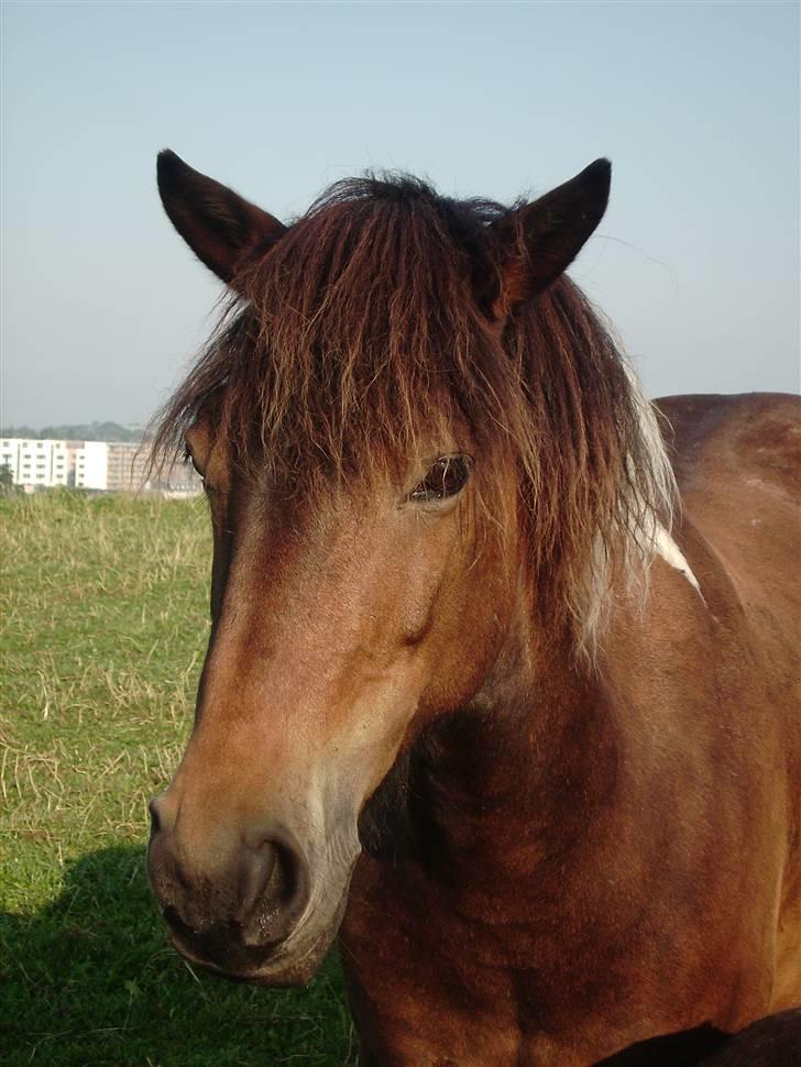 Anden særlig race tamara billede 17