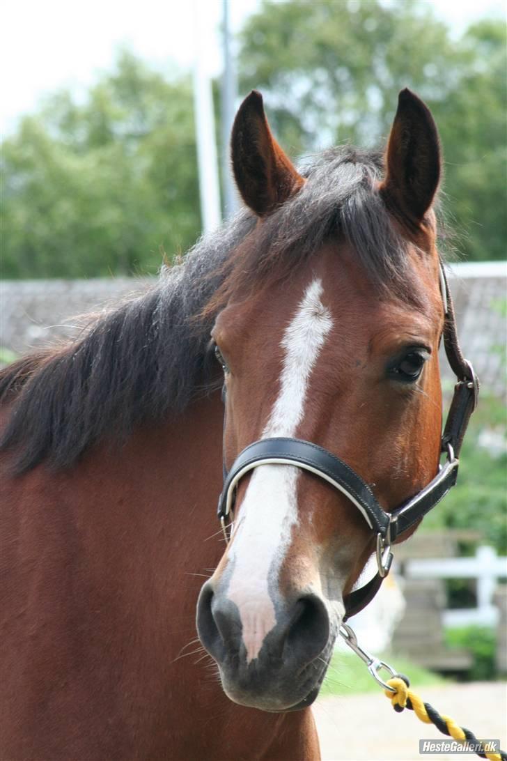 Anden særlig race Hildago *tidligere part* - SMUKKE foto: jessie <3 billede 3