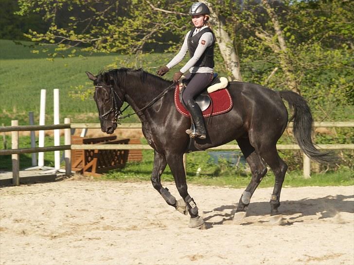 Anden særlig race harald baldur billede 1