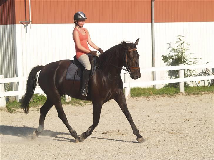 Anden særlig race harald baldur billede 2