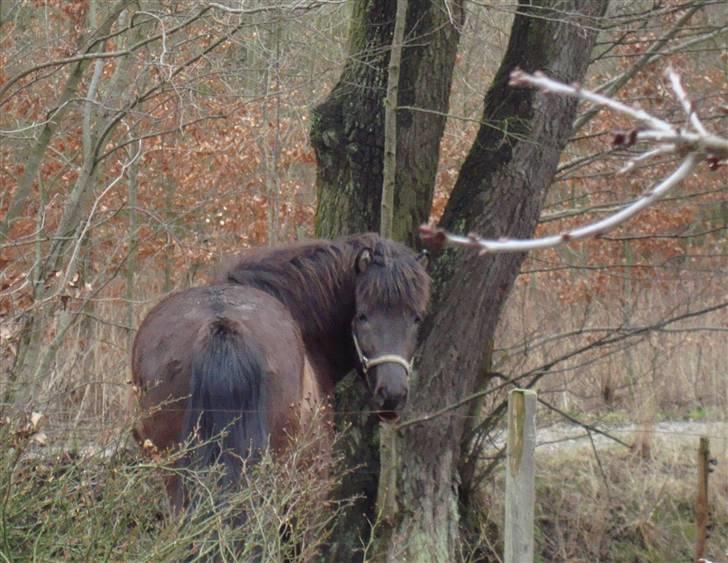 Islænder Krummi fra støvbogaard - "er det mig du tager billeder af!!! " <3 billede 8