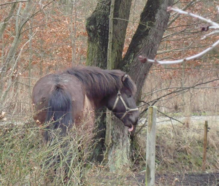 Islænder Krummi fra støvbogaard - " du skal ikke tage billder af mig!" (rækker tunge) <3 billede 9