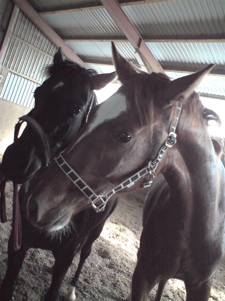 Hannoveraner Dacabri - -her med Zeus(den sorte)...Tak fordi I kiggede forbi :) <3-smid lige en kommentar og/eller en bedømmelse billede 20