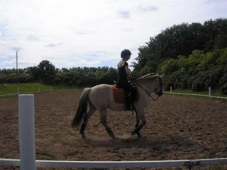 Fjordhest Lando Halsnæs ( Solgt)  billede 11