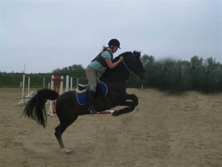 Hollandsk Sportspony Chico :* <3 billede 20