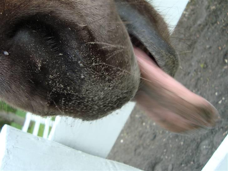 Islænder Krummi fra støvbogaard - ad jord på tungen.. :P <3 billede 10