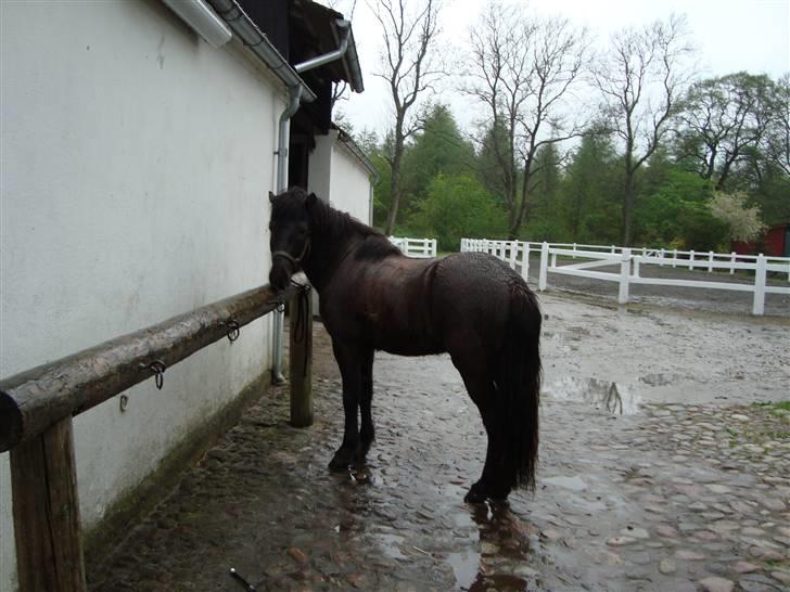 Islænder Krummi fra støvbogaard - en regnvejrs dag <3 billede 11