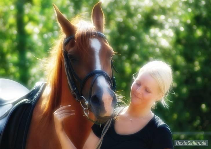 Arabisk fuldblod (OX) Que Vida Koala billede 1