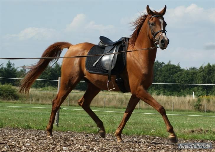 Arabisk fuldblod (OX) Que Vida Koala billede 2