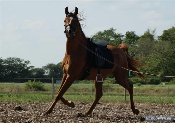 Arabisk fuldblod (OX) Que Vida Koala billede 3