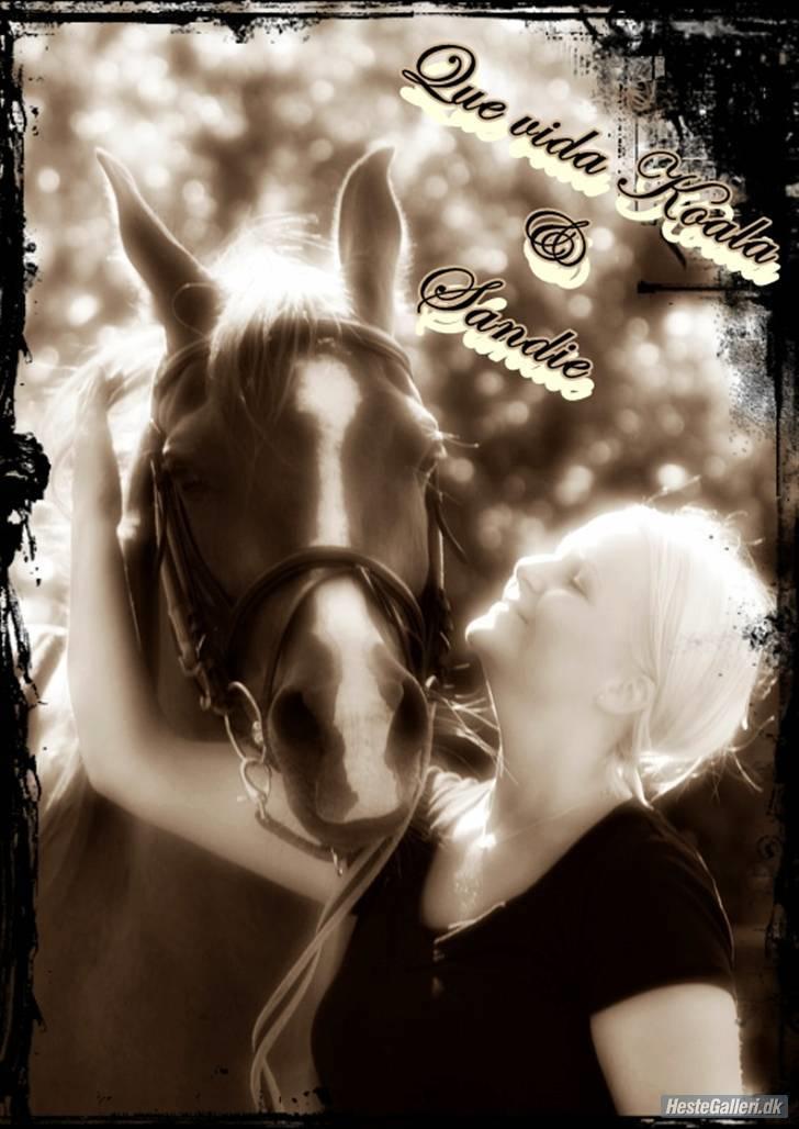 Arabisk fuldblod (OX) Que Vida Koala billede 4