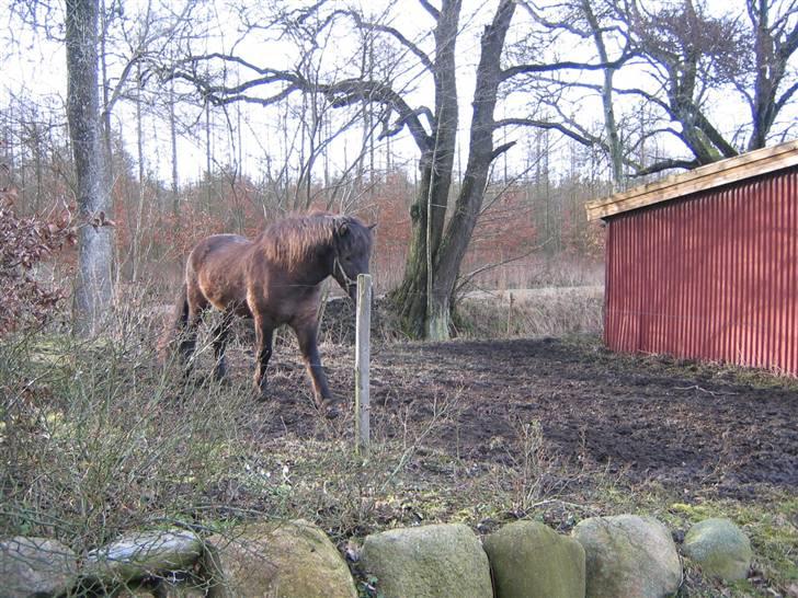 Islænder Krummi fra støvbogaard - klar til en ride tur :* <3 billede 12
