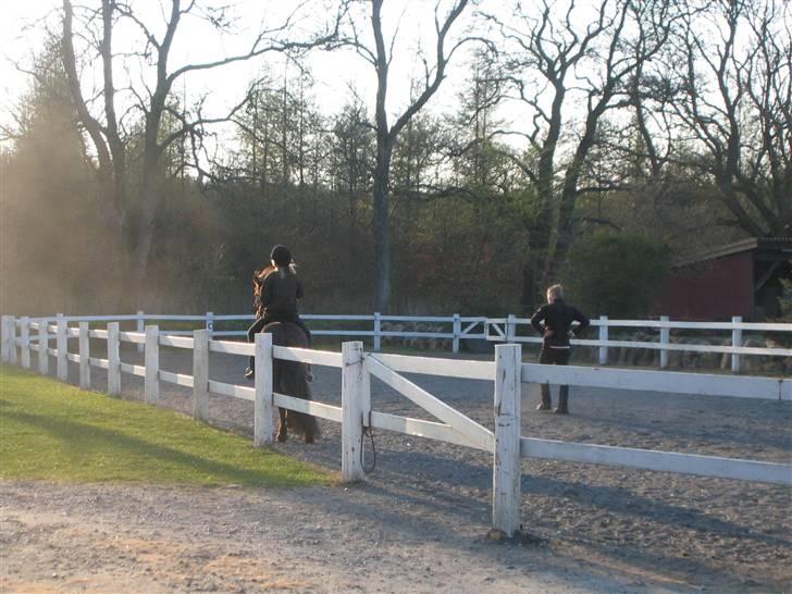 Islænder Krummi fra støvbogaard - undervisning :D  billede 13