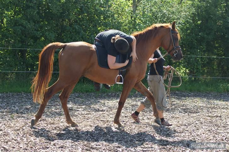 Arabisk fuldblod (OX) Que Vida Koala billede 5