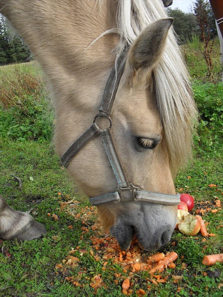 Fjordhest Pusle - Fordi jeg savner de glade tider. billede 8