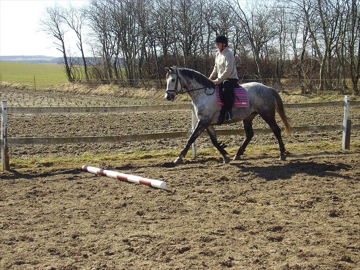 Trakehner Betania af Gadebjerggaard R.I.P billede 12