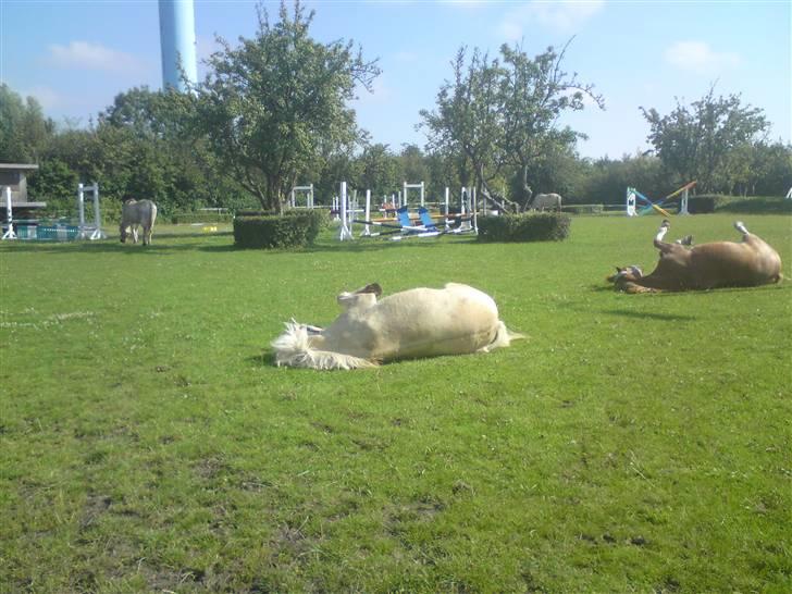 Fjordhest Fjordlys Armani + RIP + - "Så brormand. Nu skal vi rulle" billede 13