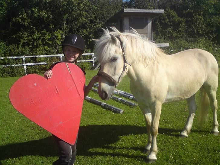 Fjordhest Fjordlys Armani + RIP + - Elsker dig basse, og kommer til at savne dig uden lige! <3 billede 14