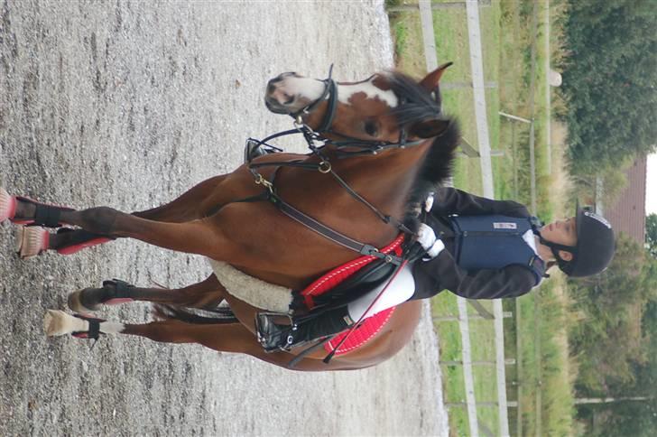 DSP Toftegårdens Apachie - gammelt billede billede 3