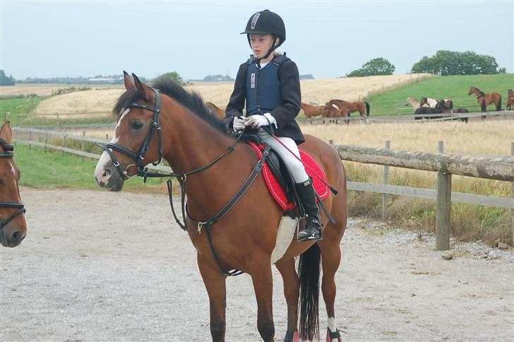 DSP Toftegårdens Apachie - gammelt billede billede 4