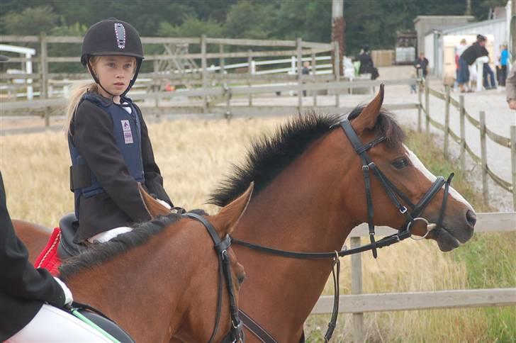 DSP Toftegårdens Apachie - gammelt billede billede 5