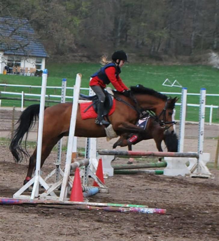 DSP Toftegårdens Apachie - gammelt billede billede 6