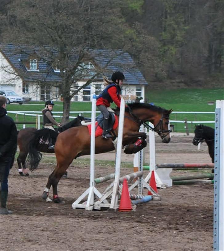 DSP Toftegårdens Apachie - gammelt billede billede 7