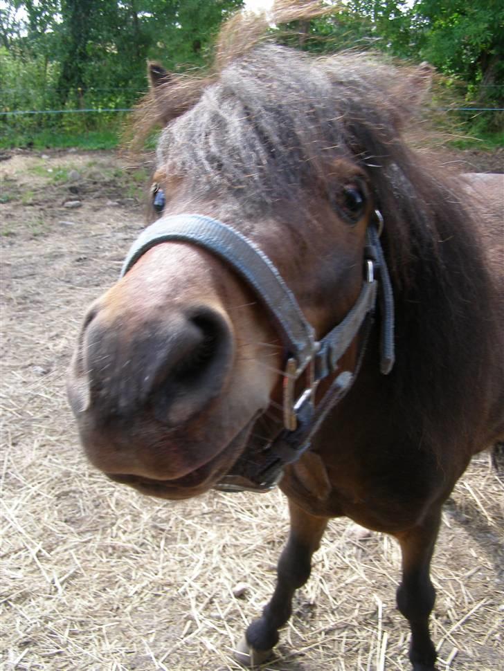 Miniature Søglimt's Zavan - Halløjsa :D billede 1