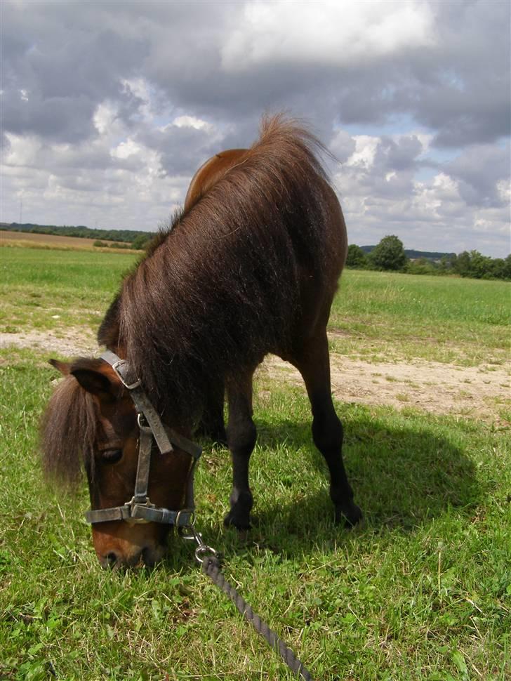 Miniature Søglimt's Zavan - Uhm græs :D billede 2