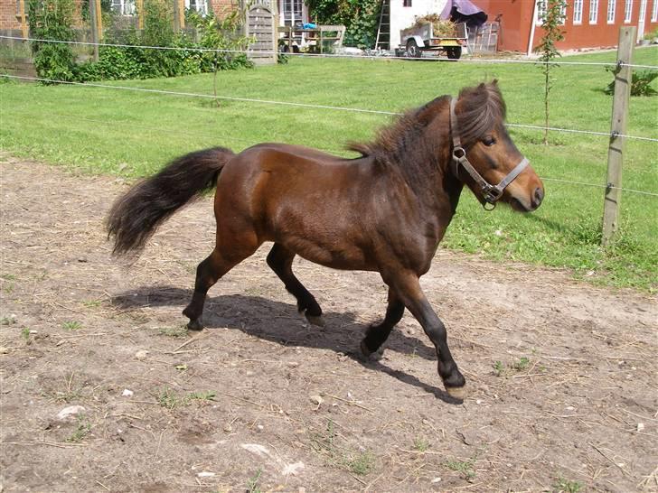 Miniature Søglimt's Zavan billede 3