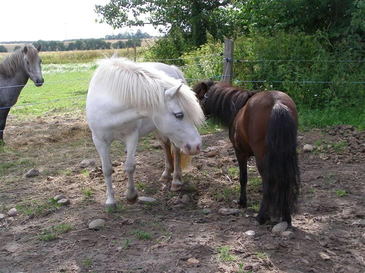 Miniature Søglimt's Zavan - Uh en dame (Musse er jo nærmest en shirehest ved siden af Zavan ö ) xD billede 4