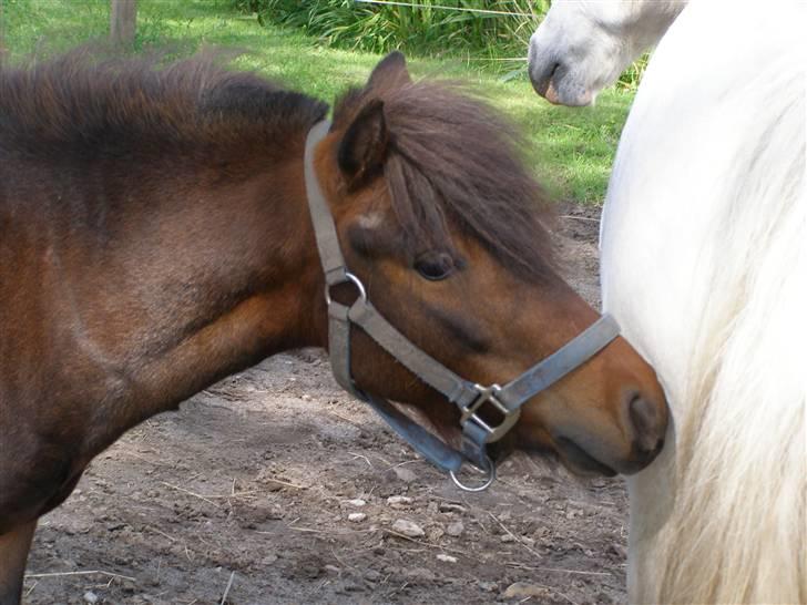 Miniature Søglimt's Zavan - Snuse snuse snuse xD billede 5