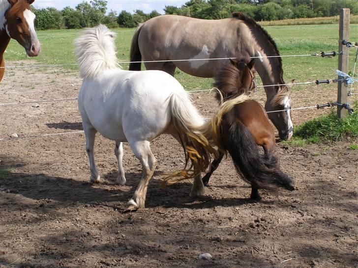 Miniature Søglimt's Zavan - Hmf, damer altså! billede 6