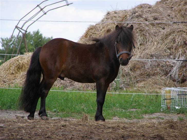 Miniature Søglimt's Zavan - Smukke lillemand :D <3 billede 7