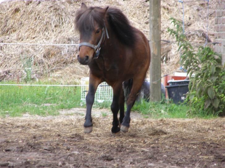 Miniature Søglimt's Zavan billede 8