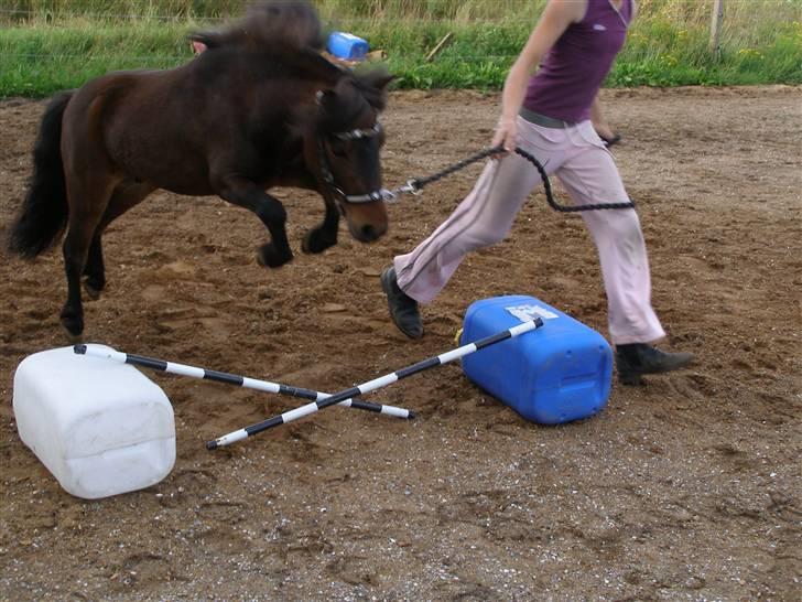 Miniature Søglimt's Zavan - Hopsa :D billede 9