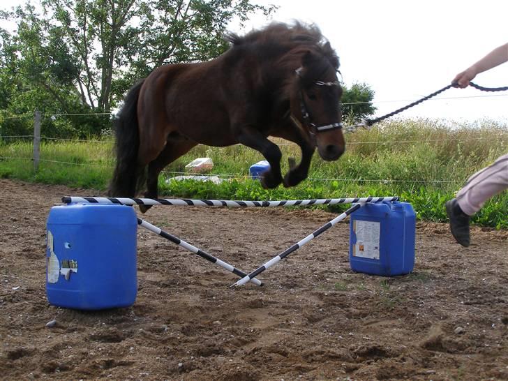 Miniature Søglimt's Zavan - :D billede 10