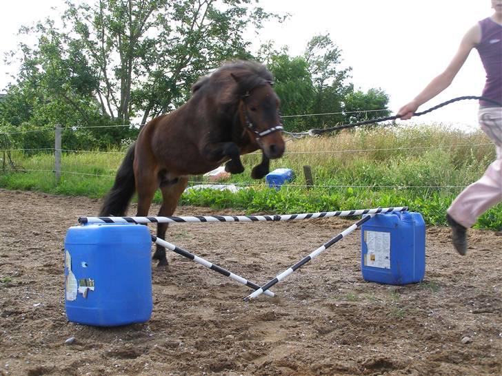 Miniature Søglimt's Zavan -  Springe - det kan han da :D billede 11