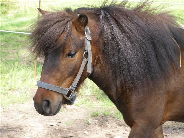 Miniature Søglimt's Zavan billede 12