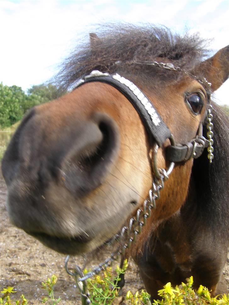 Miniature Søglimt's Zavan billede 13