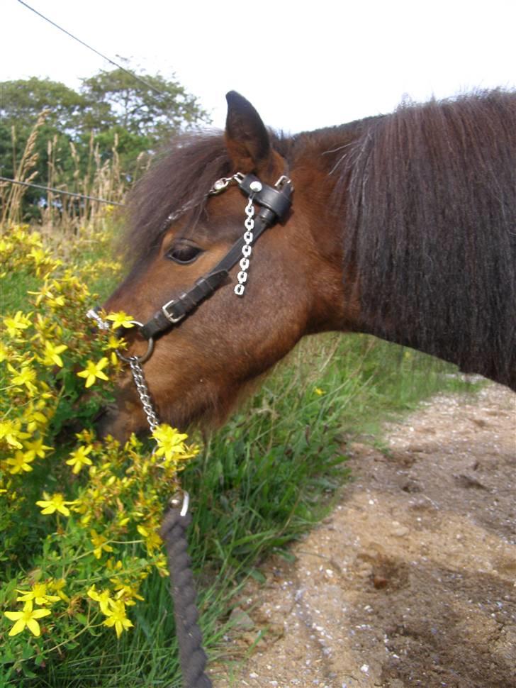 Miniature Søglimt's Zavan billede 14