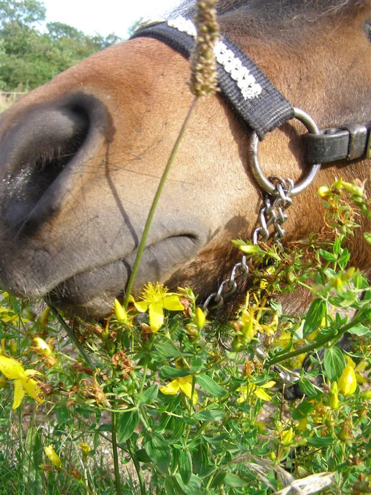 Miniature Søglimt's Zavan billede 15