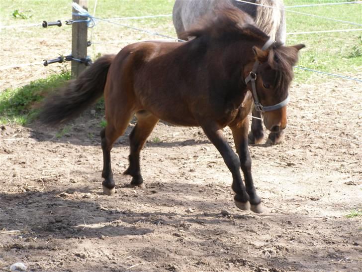 Miniature Søglimt's Zavan billede 16