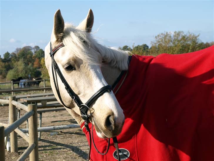 Palomino Duel (Bambi) - Min elskede hest i sit røde sæt billede 5