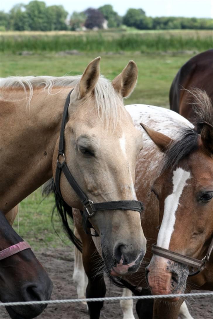 Palomino Mr Dobberlino  billede 13