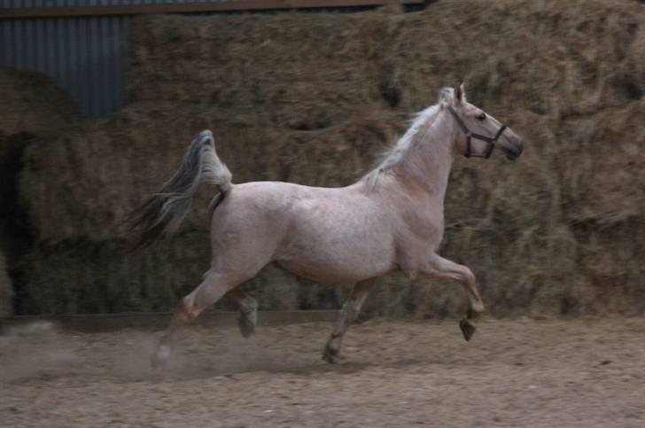 Palomino Mr Dobberlino  billede 15