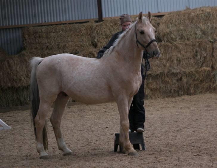 Palomino Mr Dobberlino  billede 17