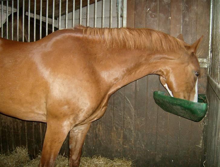 Frederiksborg Chaca Kronborg R.I.P. - som de fleste andre heste er Chaca meet madglad, her står hun og spiser sit Irish Masch fra Hippolyt, som i daglig tale kaldes "Smatmad" Hu elsker det. og jo mere snadsket det er jo bedre er det. billede 8