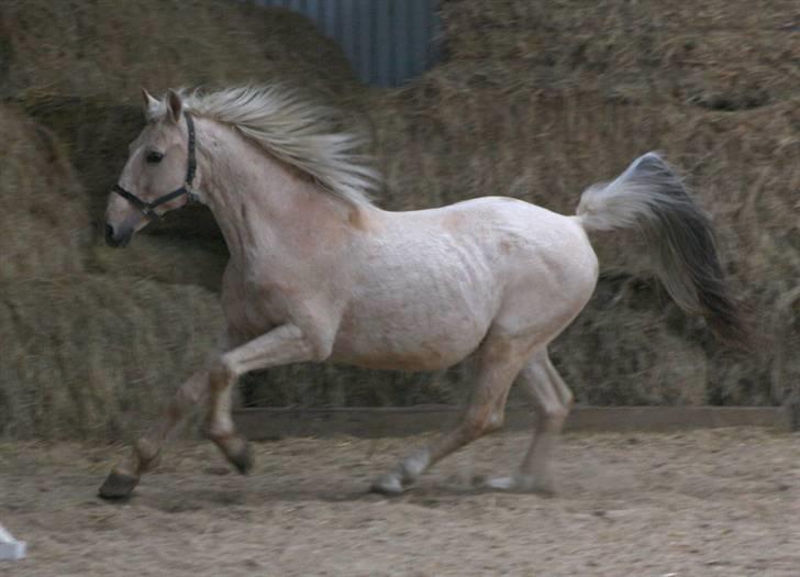 Palomino Mr Dobberlino  billede 18