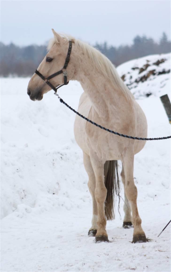 Palomino Mr Dobberlino  billede 19